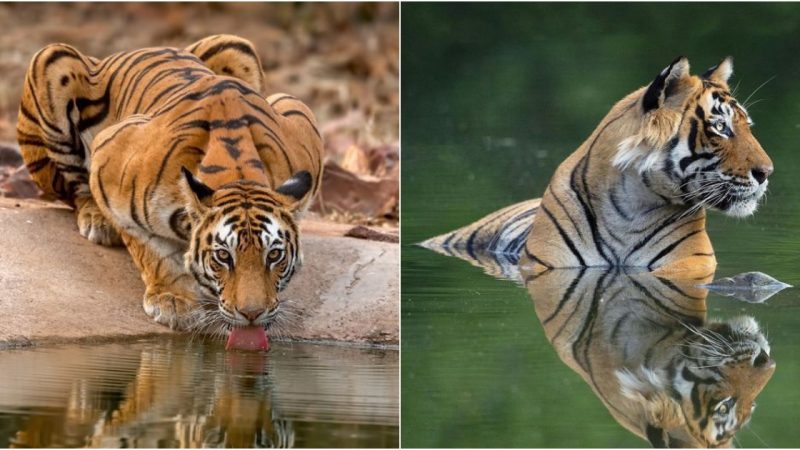 39 Facts About Tigers That Will Amaze You