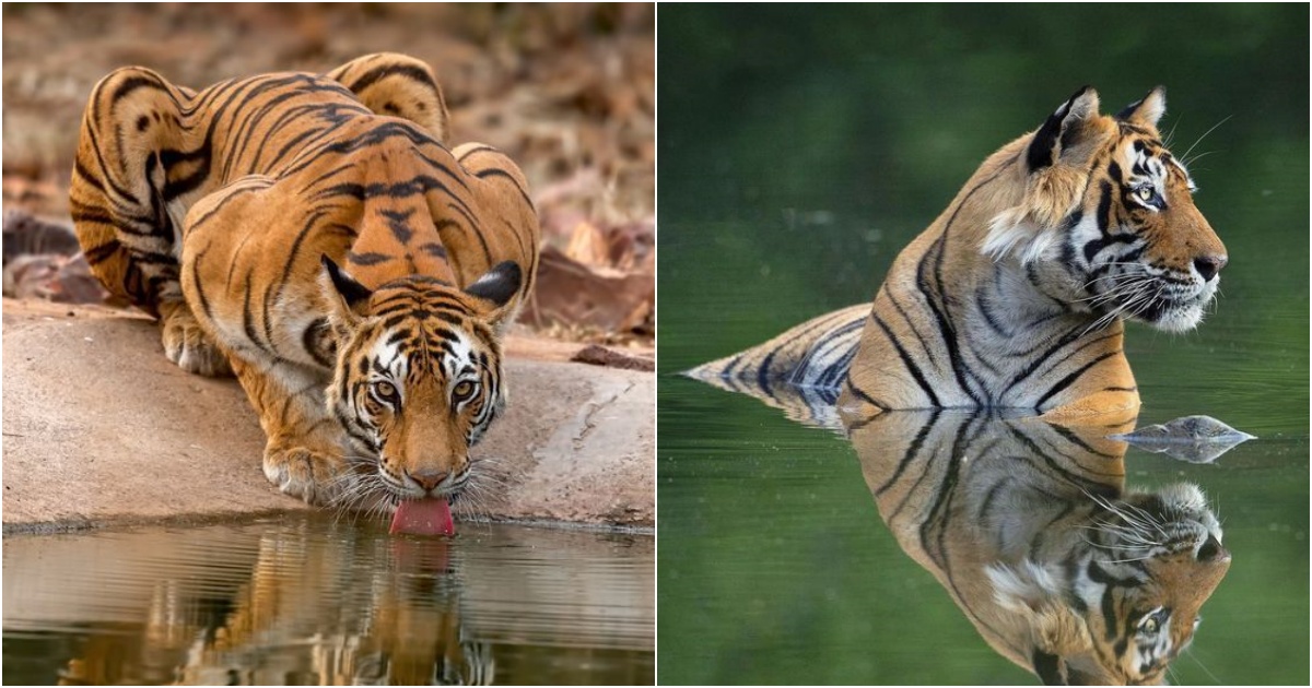 39 Facts About Tigers That Will Amaze You