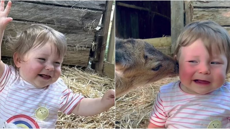 Endless gratitude: An orphaned deer rescued and cared for after his mother ɗι̇eɗ because of a car has become the boy’s best friend who Their Friendship Blossoms Through Play