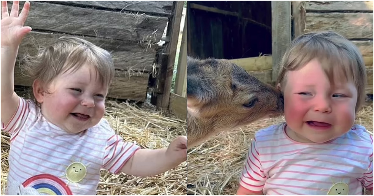 Endless gratitude: An orphaned deer rescued and cared for after his mother ɗι̇eɗ because of a car has become the boy’s best friend who Their Friendship Blossoms Through Play