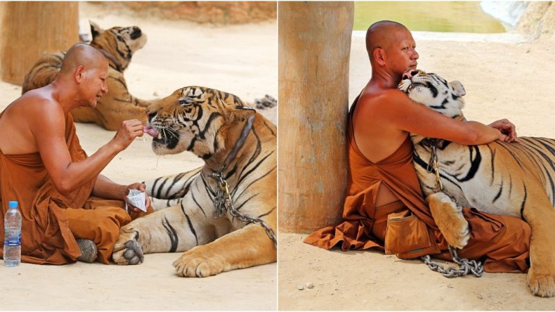 Man and beast: Buddhist monk forms unlikely bond with tigers who hurt humans at Thailand’s controversial tiger temple.