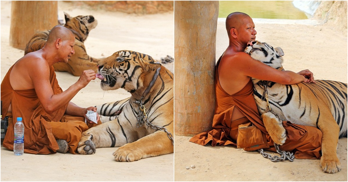 Man and beast: Buddhist monk forms unlikely bond with tigers who hurt humans at Thailand’s controversial tiger temple.