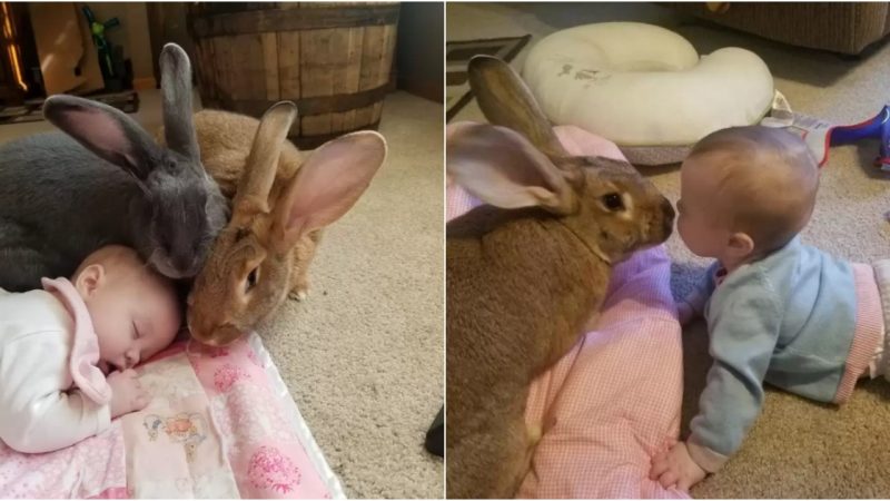 Meet the Giant Rabbit Guardians: Alfie, Amelia, and Baby Bailey’s Inseparable Bond 