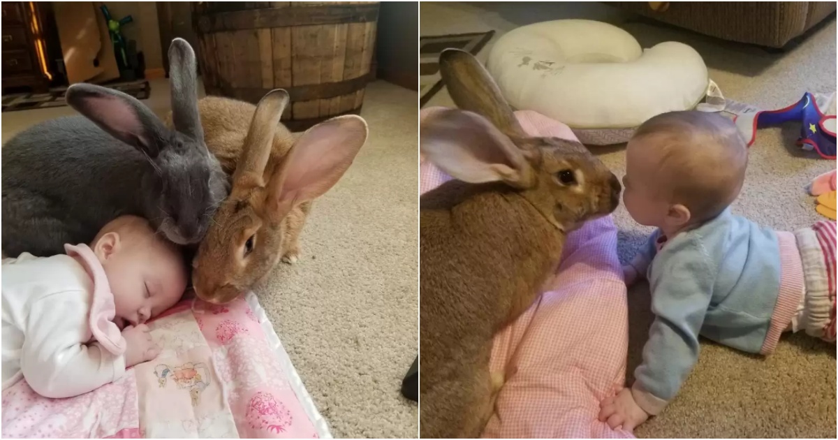 Meet the Giant Rabbit Guardians: Alfie, Amelia, and Baby Bailey’s Inseparable Bond 