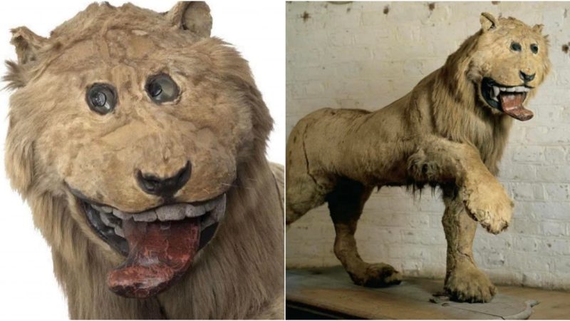 The Curious Tale of Sweden’s First Lion and Its Unusual Taxidermy