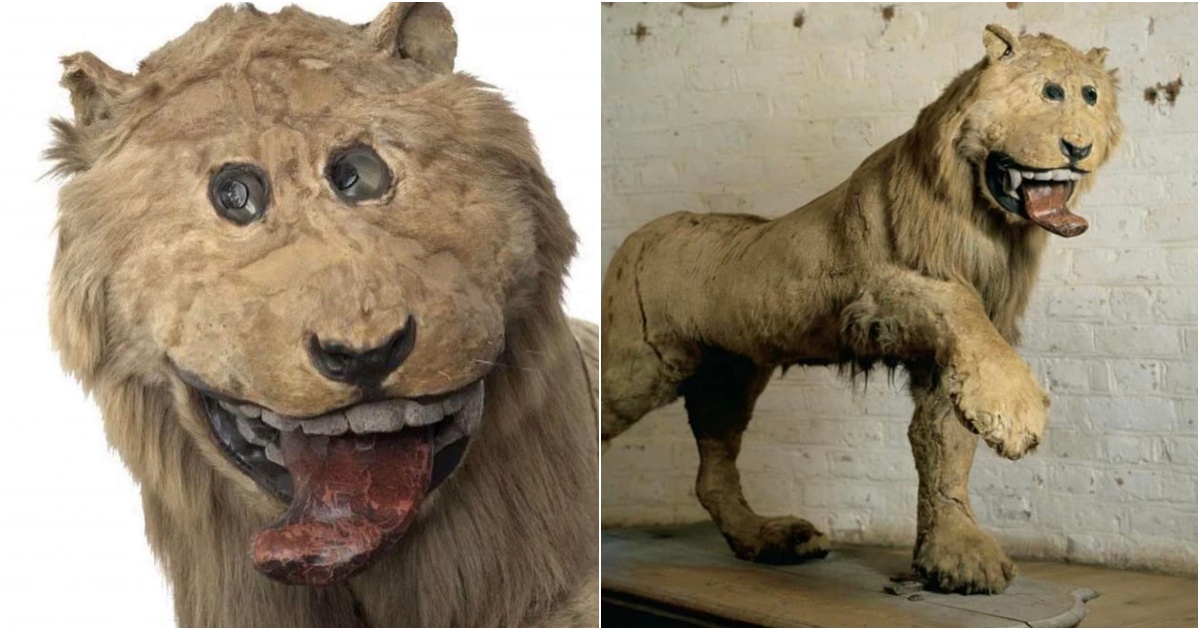 The Curious Tale of Sweden’s First Lion and Its Unusual Taxidermy