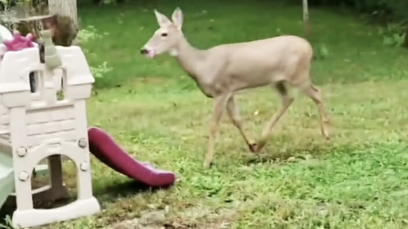 Everyone’s obsessed with this video of a deer nailing the drums in Phil Collins’ ‘In the Air Tonight’