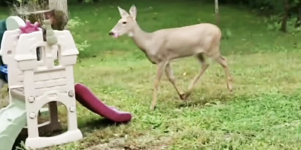 Everyone’s obsessed with this video of a deer nailing the drums in Phil Collins’ ‘In the Air Tonight’