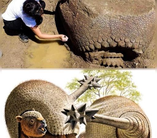 A Farmer’s Remarkable Discovery: Unveiling 10,000-Year-Old Glyptodon Shells in Argentina