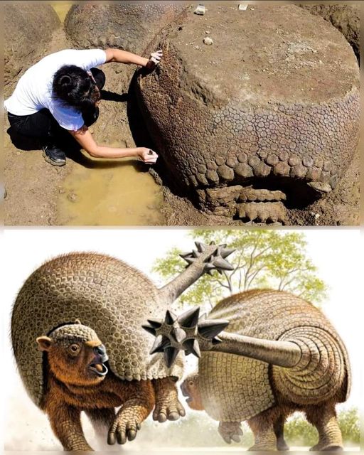 A Farmer’s Remarkable Discovery: Unveiling 10,000-Year-Old Glyptodon Shells in Argentina