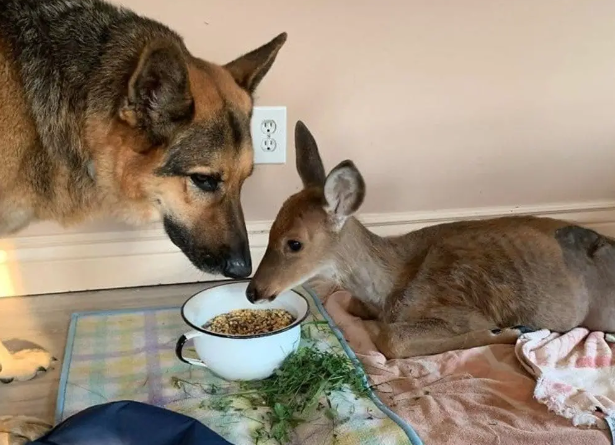 Unbreakable Bonds: A 9-Year-Old Sheepdog’s Heartwarming Rescue and Adoption of an Orphaned Baby Deer